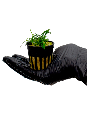 Криптокорина Парва (Cryptocoryne parva) в горшочке